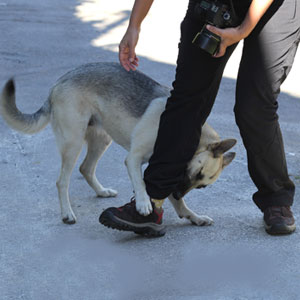 Dog Bite Injury Claim: Legal Guide for Californians