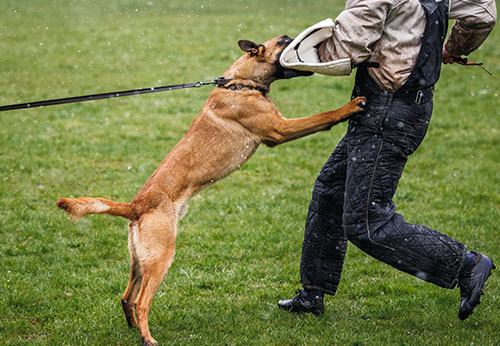 Dog Bite Injury Lawyer Orange County California